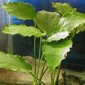 00-0-Copr_2016-RehobothAquatics.jpg