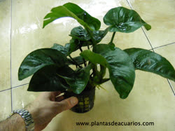 01-0-Copr_2005-plantasdeacuariost.jpg