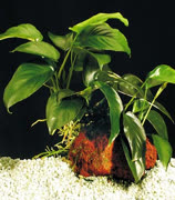 Anubias-barteri-barterit.jpg