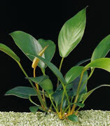 Anubias-gilettit.jpg