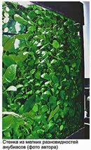 anubias-in-russia-1t.jpg