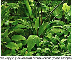 anubias-in-russia-2t.jpg