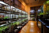 Aqua_Studio_Nature