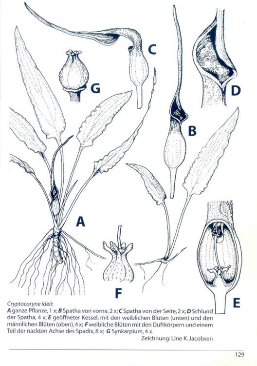 C. ideii described