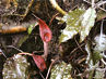 Cryptocoryne Xpurpurea notvar. borneoensis