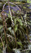 Cryptocoryne crispatula in China.