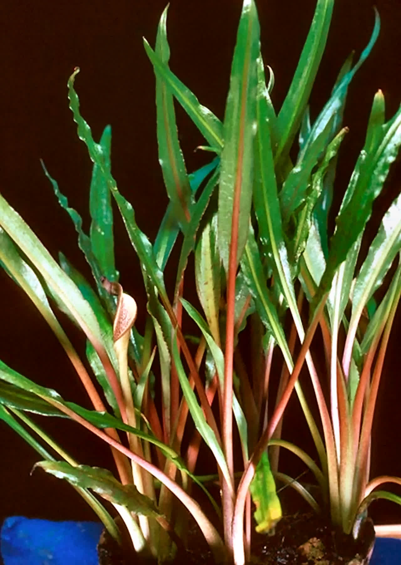 Cryptocoryne albida