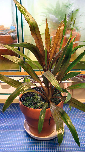 Cryptocoryne albida emerse