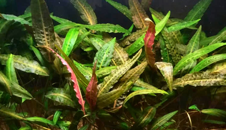 Cryptocoryne affinis