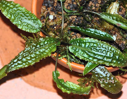 Cryptocoryne affinis Kelantan