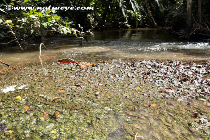 Cryptocoryne affinis Pehang