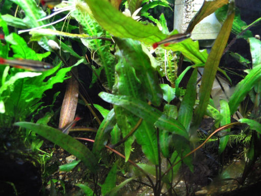 Cryptocoryne affinis Skirvin