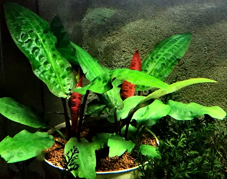 Cryptocoryne annamica