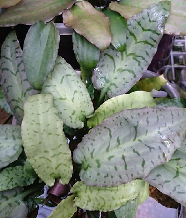 Cryptocoryne auriculata