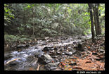 jungle-Betong0809x.jpg