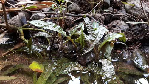 biotope