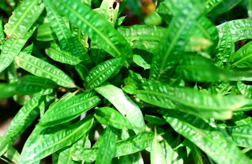 Image of Cryptocoryne balansae