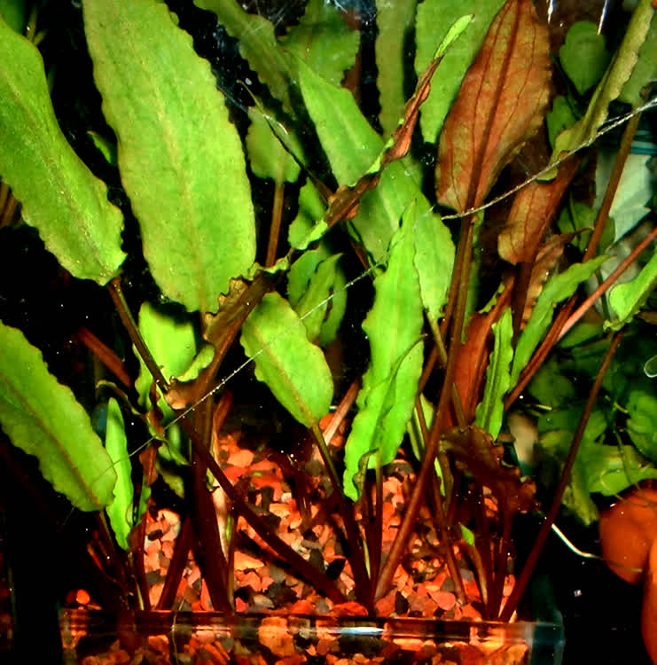 Image of Cryptocoryne beckettii