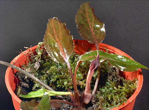 Cryptocoryne purpurea var. borneoensis