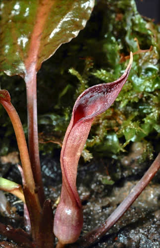 Cryptocoryne purpurea Ridley nothovar. borneoensis 