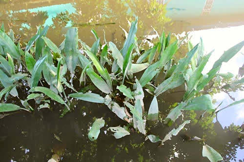 Cryptocoryne ciiata