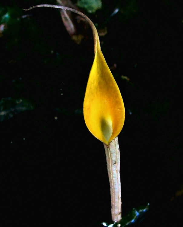 Cryptocoryne cordata