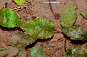 Cryptocoryne cordata cordata (Griffith) from Melaka, West Malaysia..