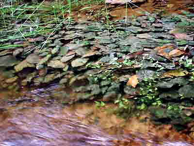 Cryptocoryne cordata cordata (Griffith) from the  Pahang peat swamp forest