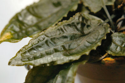 Cryptocoryne cordata cordata in emerse cultivation