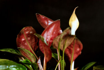 Cryptocoryne cordata cordata flower