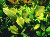 cryptocoryne-cordatat.jpg