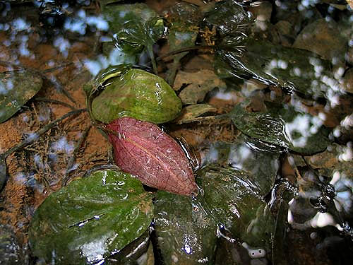 Cryptocoryne cordata cordata (Griffith) from Krabi Thailand.