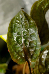 Cryptocoryne cordata cordata (Griffith) from Sungai Skapitani, Thailand.