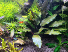 Submersed cultivation of Cryptocoryne cordata cordata