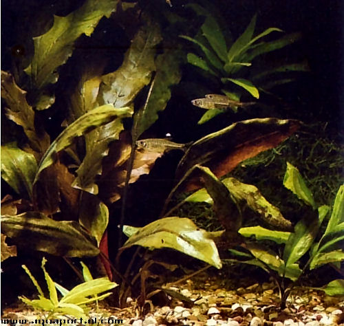 Cryptocoryne ewansii