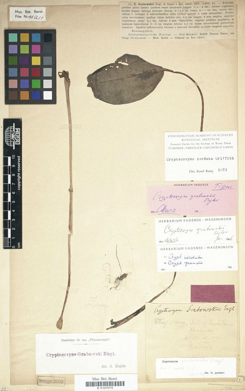 Crytocoryne grabowski Engler current as C. cordata grabowski