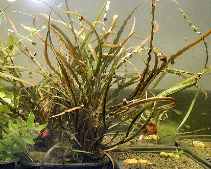 Cryptocoryne crispulata