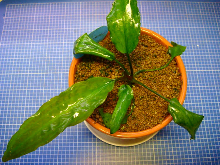 Cryptocoryne coronata