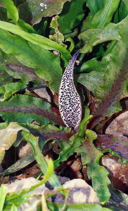 Cryptocoryne crispulata var. decus-mekongensis