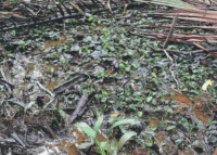 Cryptocoryne dewitii in the wild