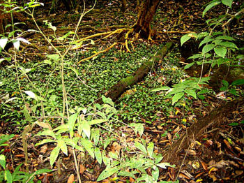 Cryptocoryne ferruginea emerse growth