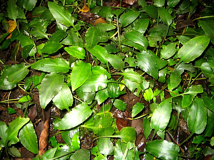 Cryptocoryne ferruginea