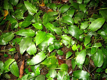 Cryptocoryne ferruginea in terra typica