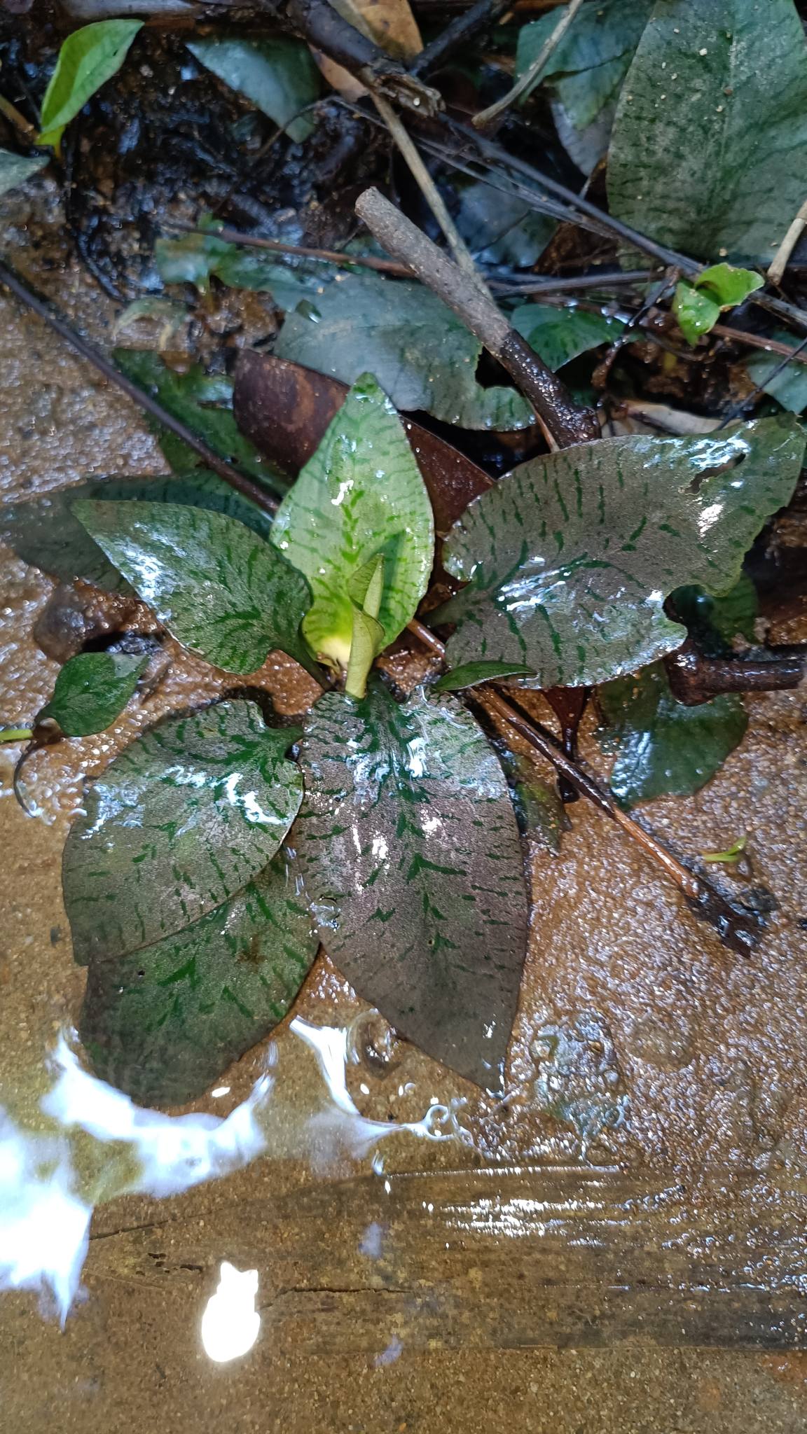 West_Sarawak