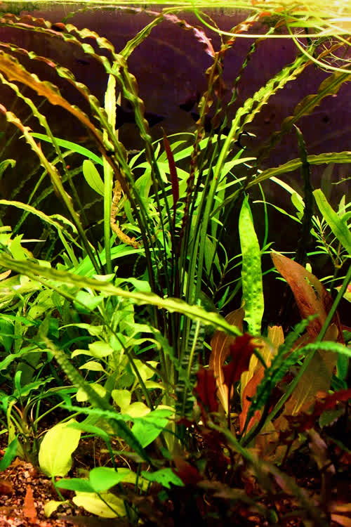 Cryptocoryne crispatula flaccidifolia