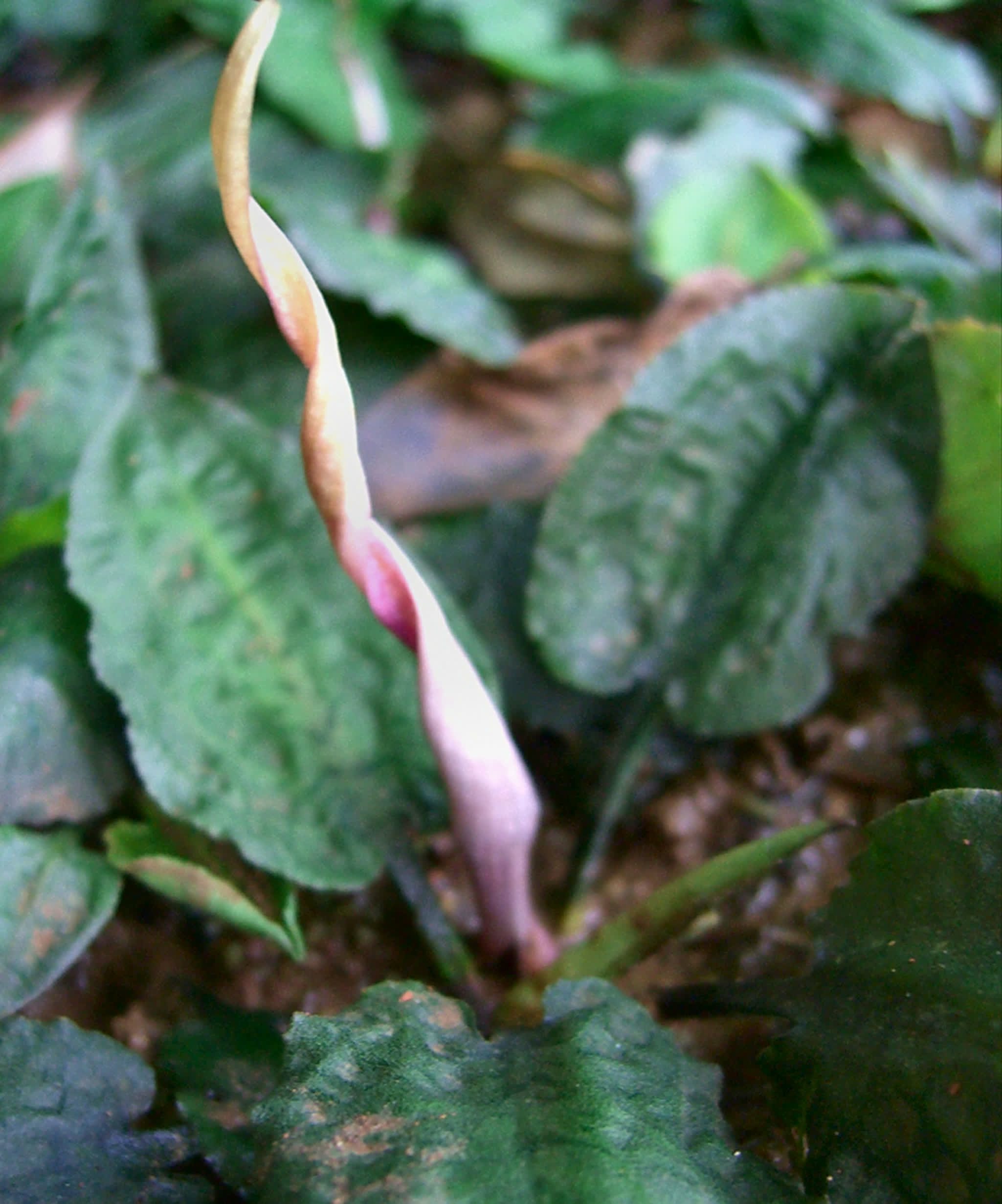 Cryptocoryne fusca grown emerse