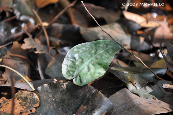 Cryptocoryne fusca from Sri Aman