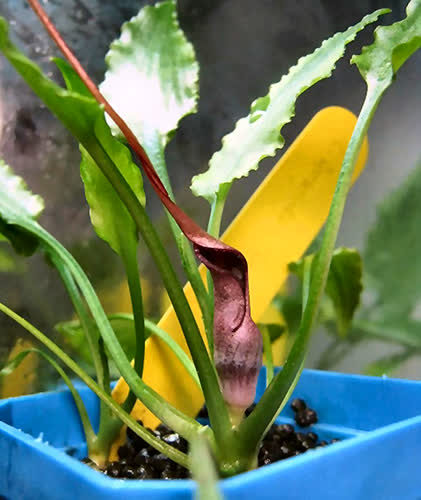 Cryptocoryne fusca from Sungai Kerait