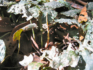 Cryptocoryne fusca from West Kalimantan