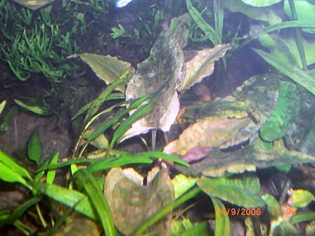 Cryptocoryne fusca